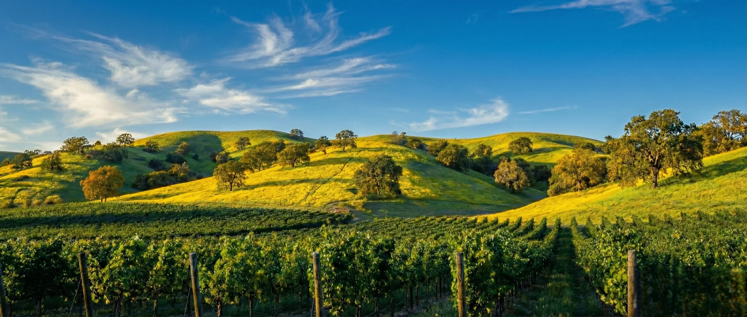 Rolling hills and vineyards of the Tri-Valley